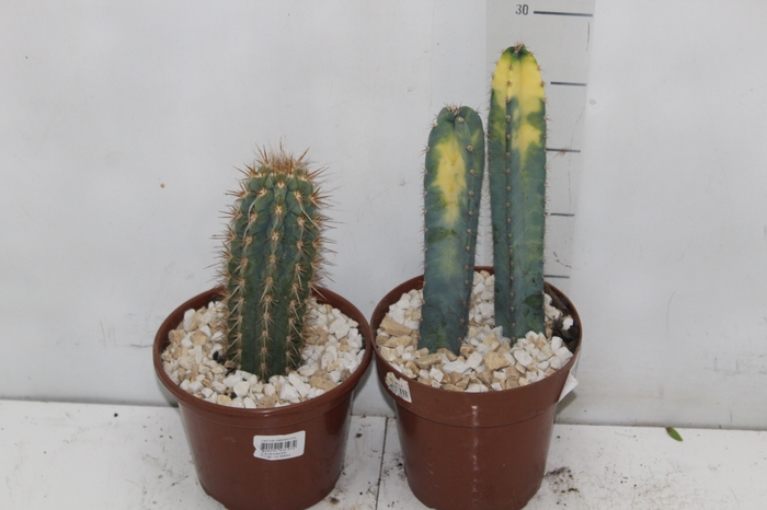 <h4>CACTUS VARIADO P15</h4>