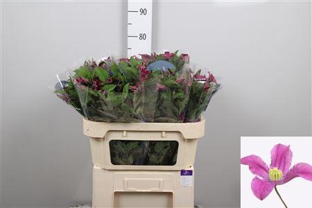 <h4>Clem Amazing Kyiv (x80)</h4>