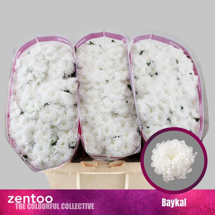 <h4>CHR S BAYKAL</h4>