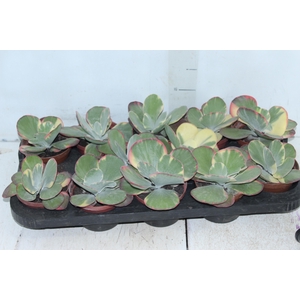KALANCHOE FANTASTIC P11