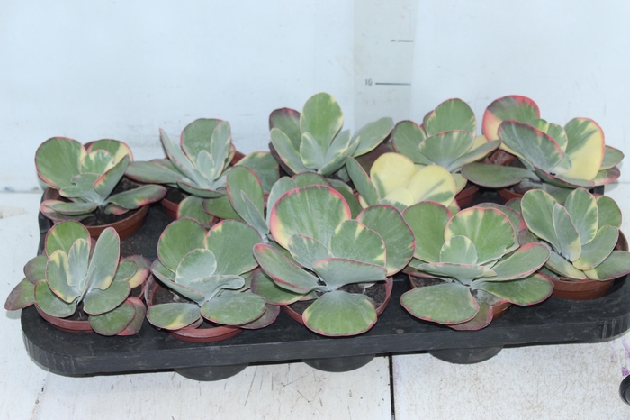 <h4>KALANCHOE FANTASTIC P11</h4>