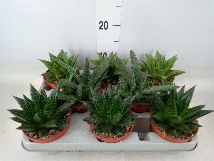 <h4>Aloe   ...mix</h4>