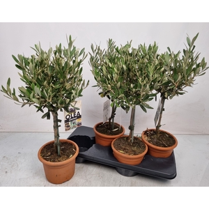 OLEA EUROPAEA