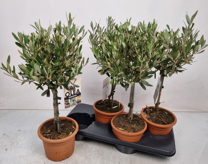 <h4>OLEA EUROPAEA</h4>