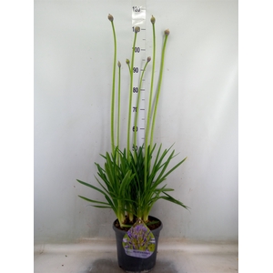 Agapanthus afric.