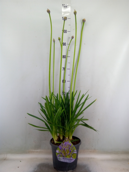 <h4>Agapanthus afric.</h4>