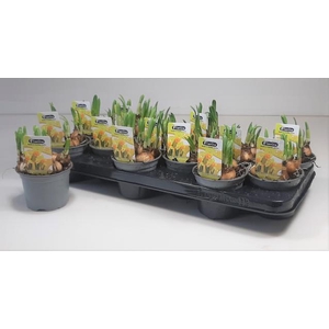 Narcissus Tete a Tete 10,5Ø 16cm