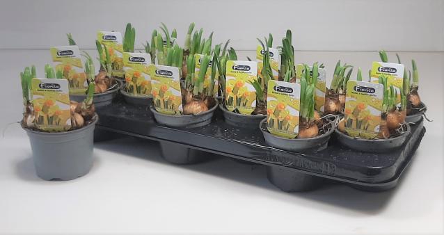 Narcissus Tete a Tete 10,5Ø 16cm