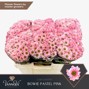 Chrysanten Chr S Bowie Pastel Pink