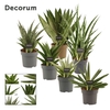 Sansevieria Luxury Mix 14 cm (Decorum)