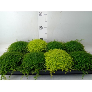 Soleirolia soleirolii   ...mix 2