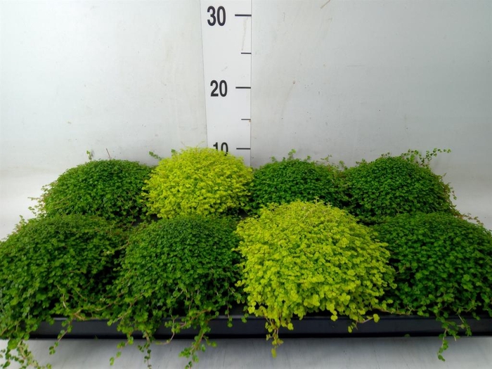 <h4>Soleirolia soleirolii   ...mix 2</h4>