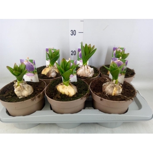 Allium  'Globemaster'