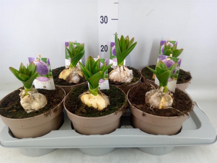 <h4>Allium  'Globemaster'</h4>