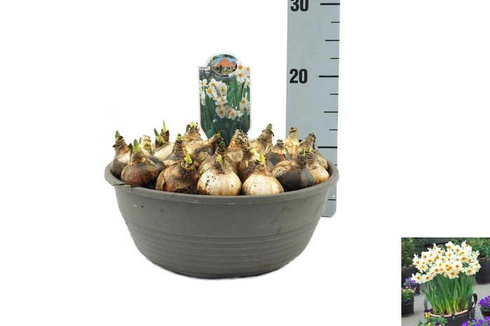 <h4>Narcissus taz. 'Geranium'</h4>