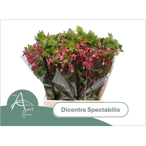 DICENTRA SPECTABILIS