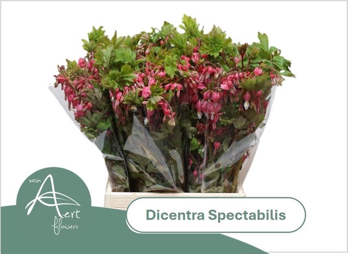 <h4>DICENTRA SPECTABILIS</h4>