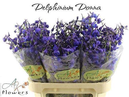 <h4>Delph En Donna</h4>