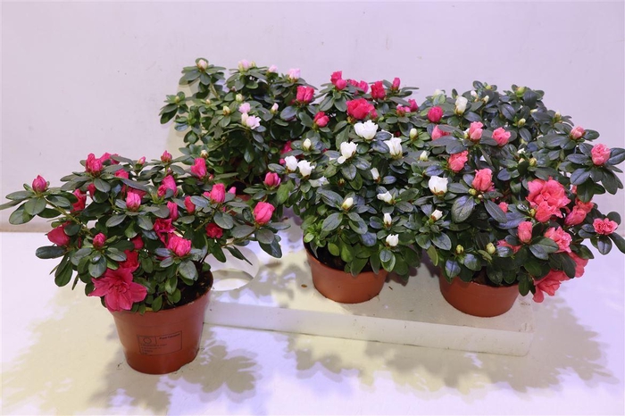 <h4>Rhodo Si Vogel Gem</h4>