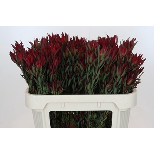 Leucadendron Blush Spray