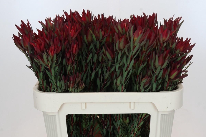 <h4>Leucadendron Blush Spray</h4>