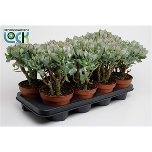 Crassula Cristaat (Arborescens Undilatifolia)