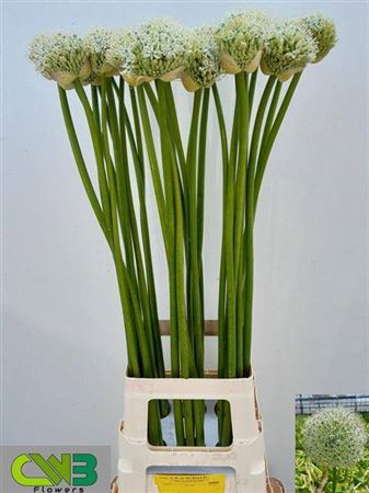 <h4>ALLIUM MOUNT EVEREST</h4>