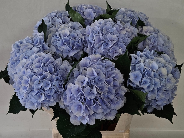 <h4>HYDR M CH VERENA BL</h4>