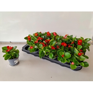BEGO SE OV