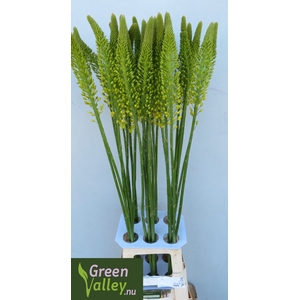 EREMURUS IMAGE