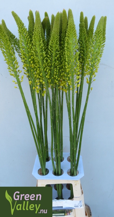 <h4>EREMURUS IMAGE</h4>