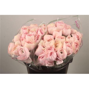 Ran.. Su Favola Extra