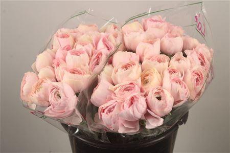 <h4>Ran.. Su Favola Extra</h4>