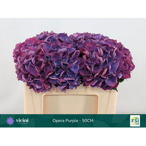 Hydr Opera Purple 50 cm Vicini