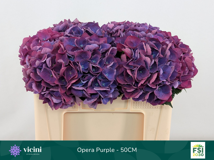 <h4>Hydr Opera Purple 50 cm Vicini</h4>