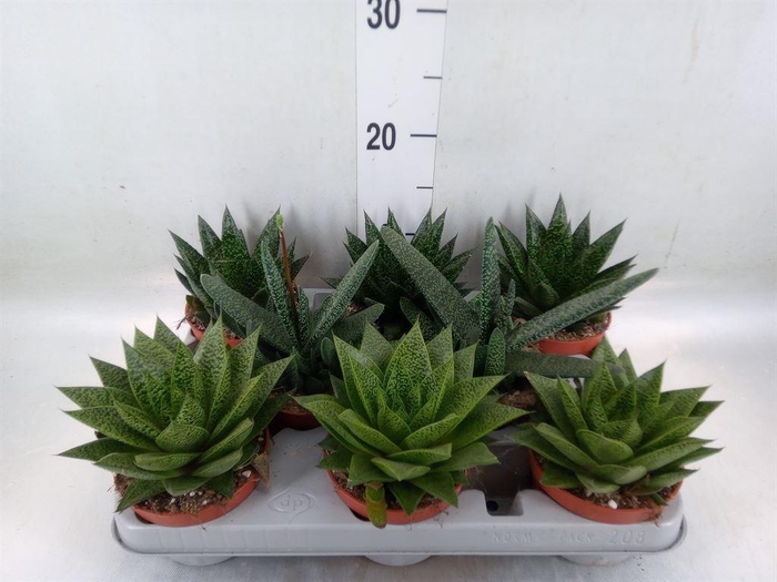 <h4>Aloe   ...mix</h4>
