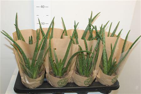 <h4>Aloe Vera Krafthoes</h4>