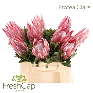 Protea Clare