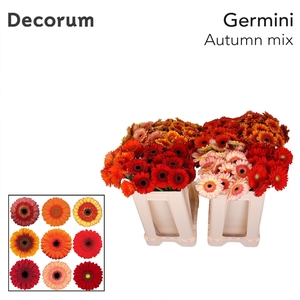 Germini Mix Autumn Water