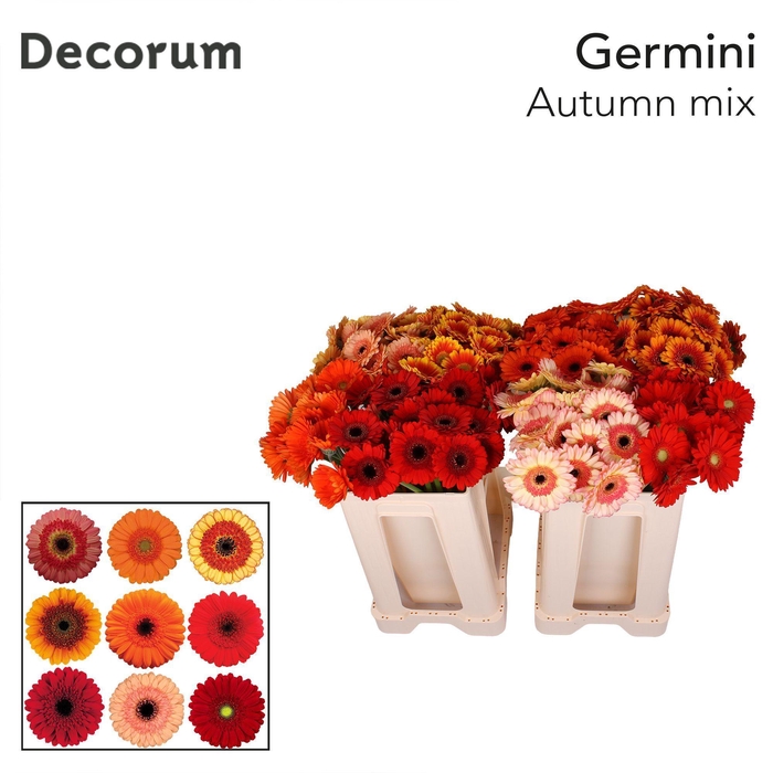 <h4>Germini Mix Autumn Water</h4>