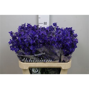 Delphinium EN 'Atlantis'