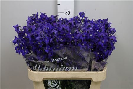 <h4>Delphinium EN 'Atlantis'</h4>