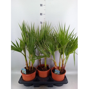 Washingtonia filifera