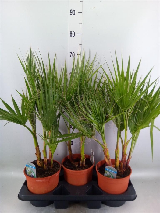 <h4>Washingtonia filifera</h4>