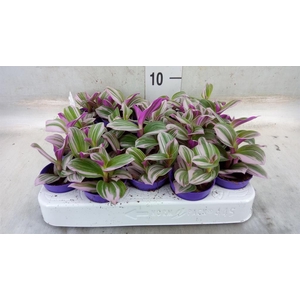 Tradescantia cerinth. 'Nanouk'