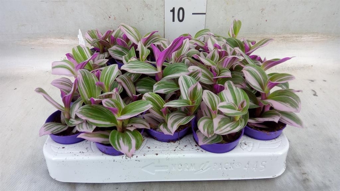 <h4>Tradescantia cerinth. 'Nanouk'</h4>
