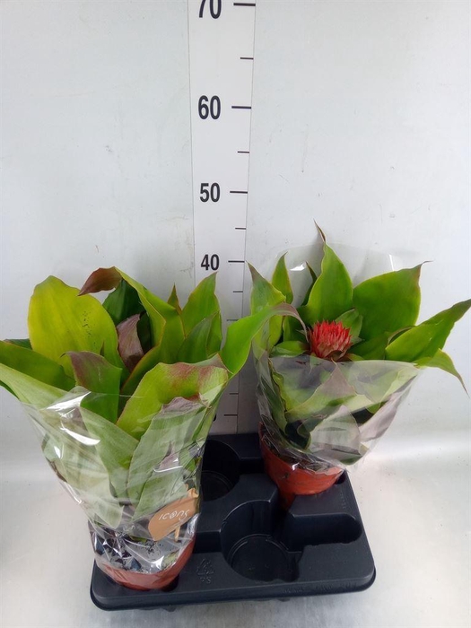 <h4>Aechmea tayoensis</h4>
