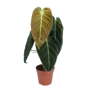 Philodendron melanochrysum