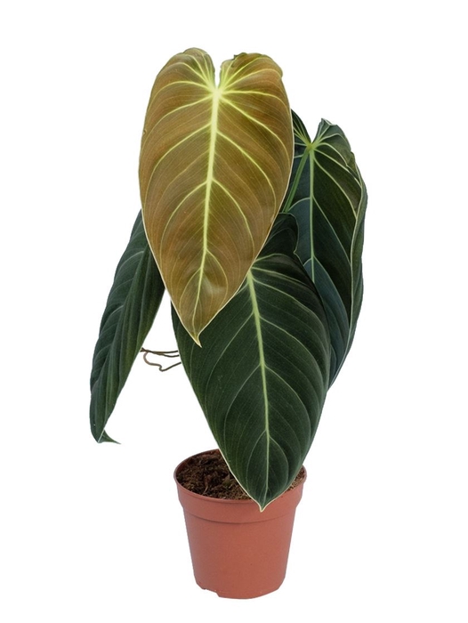 <h4>Philodendron melanochrysum</h4>