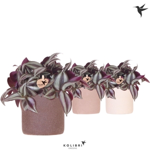 Kolibri Greens Tradescantia Zebrina in Rustic pot sand mix